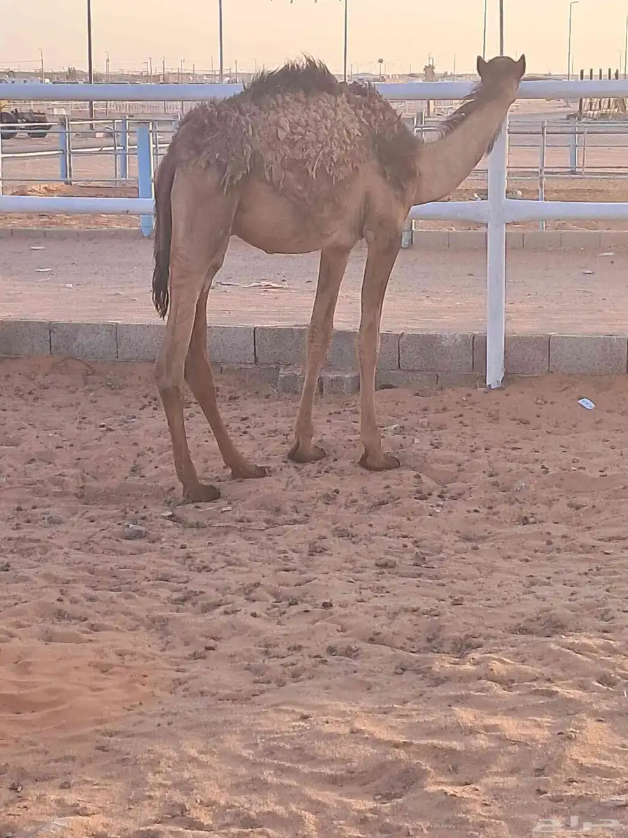 قعود قصب للبيع العمر 8شهور 0