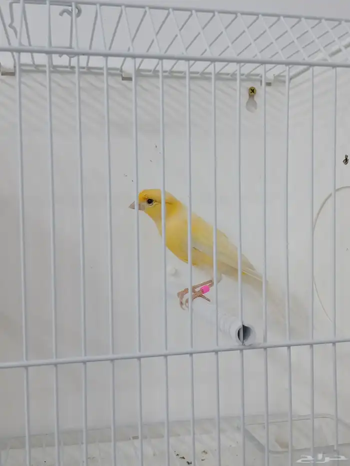ذكر كناري مغرد ( تم البيع ) 0