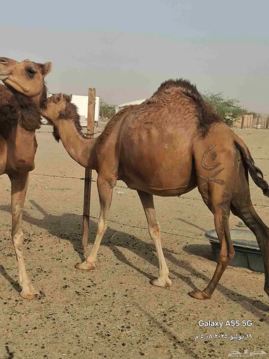 خمس ملاقي حمر دهم 2