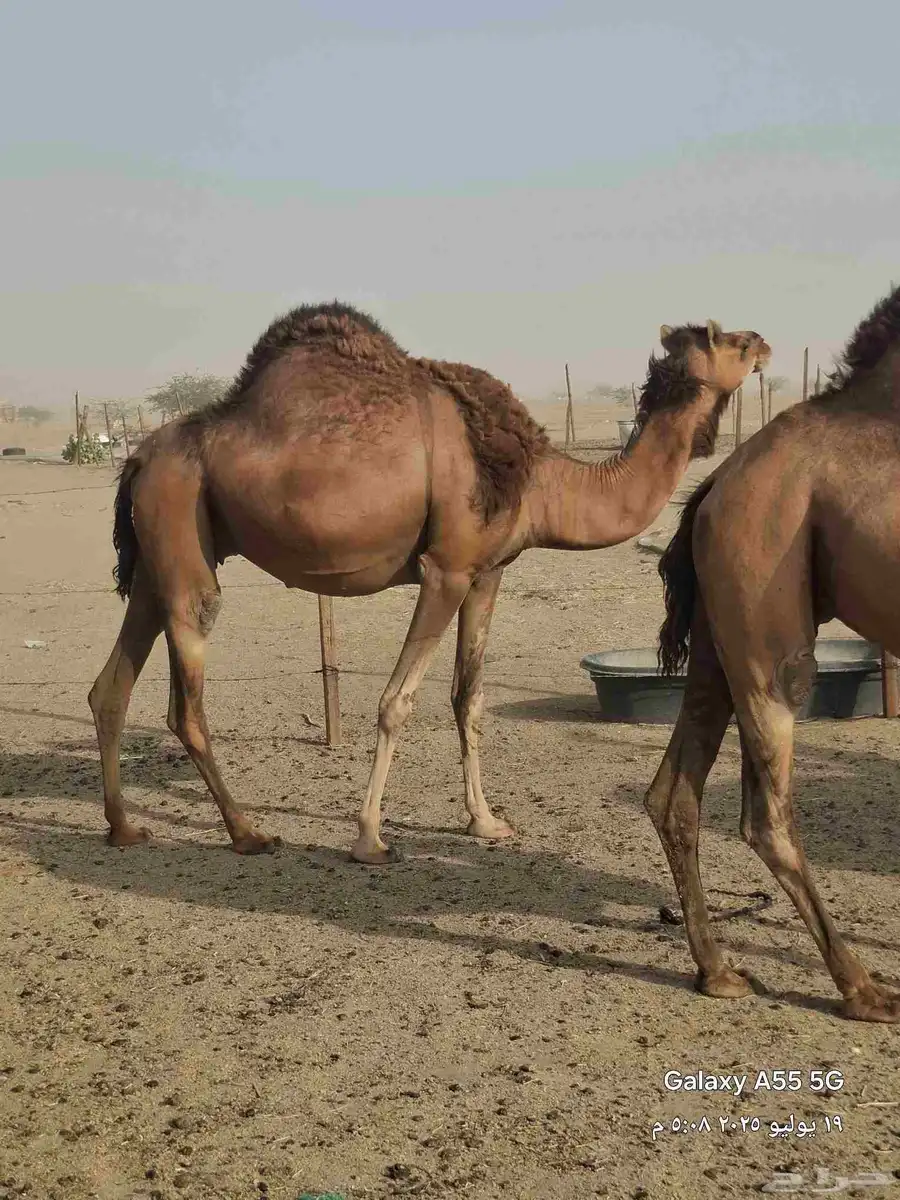 خمس ملاقي حمر دهم 6