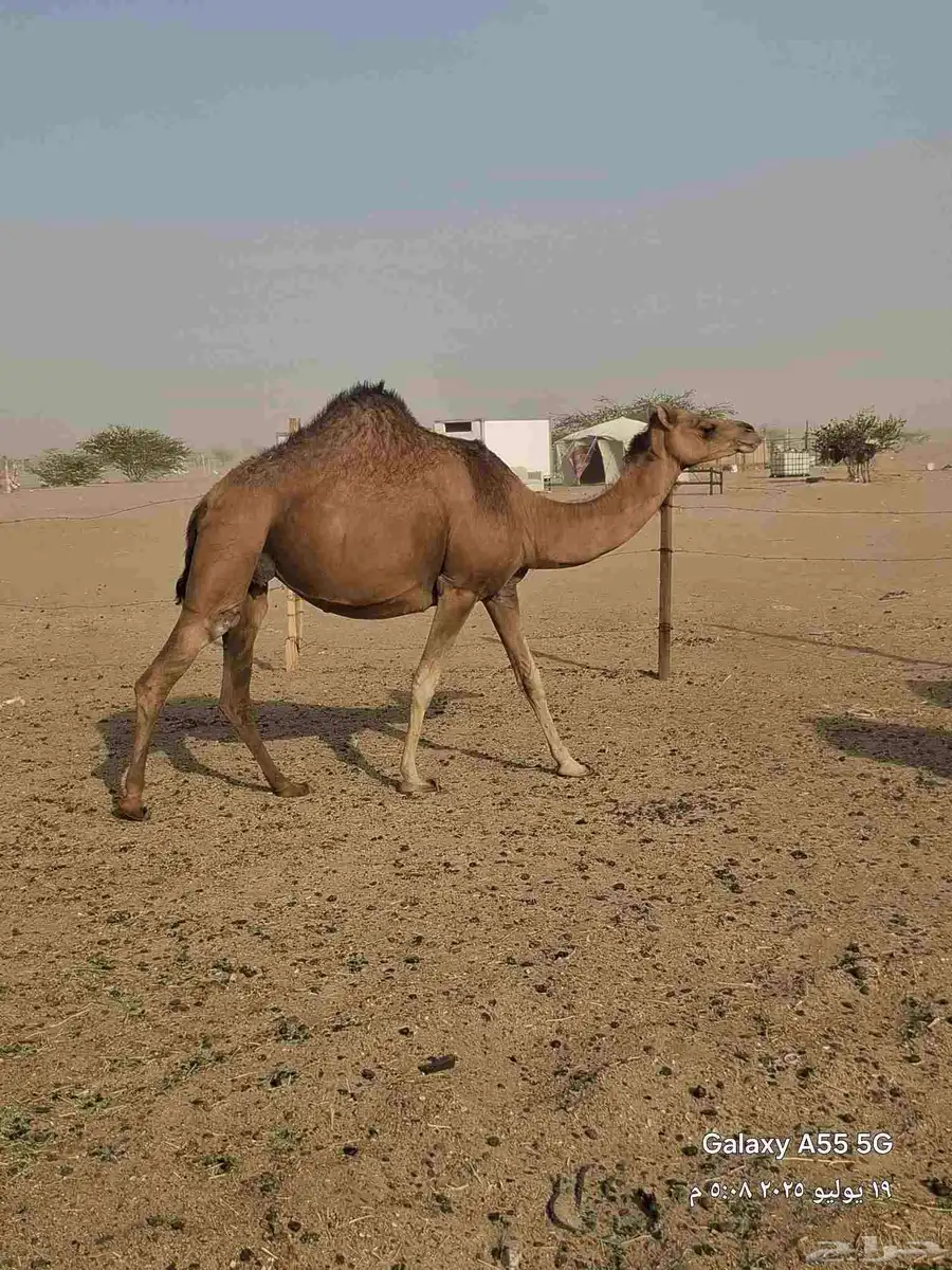 خمس ملاقي حمر دهم 7