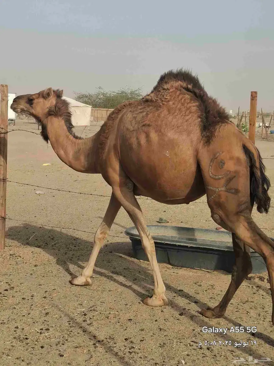 خمس ملاقي حمر دهم 3