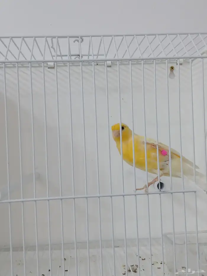 ذكر كناري مغرد ( تم البيع ) 1