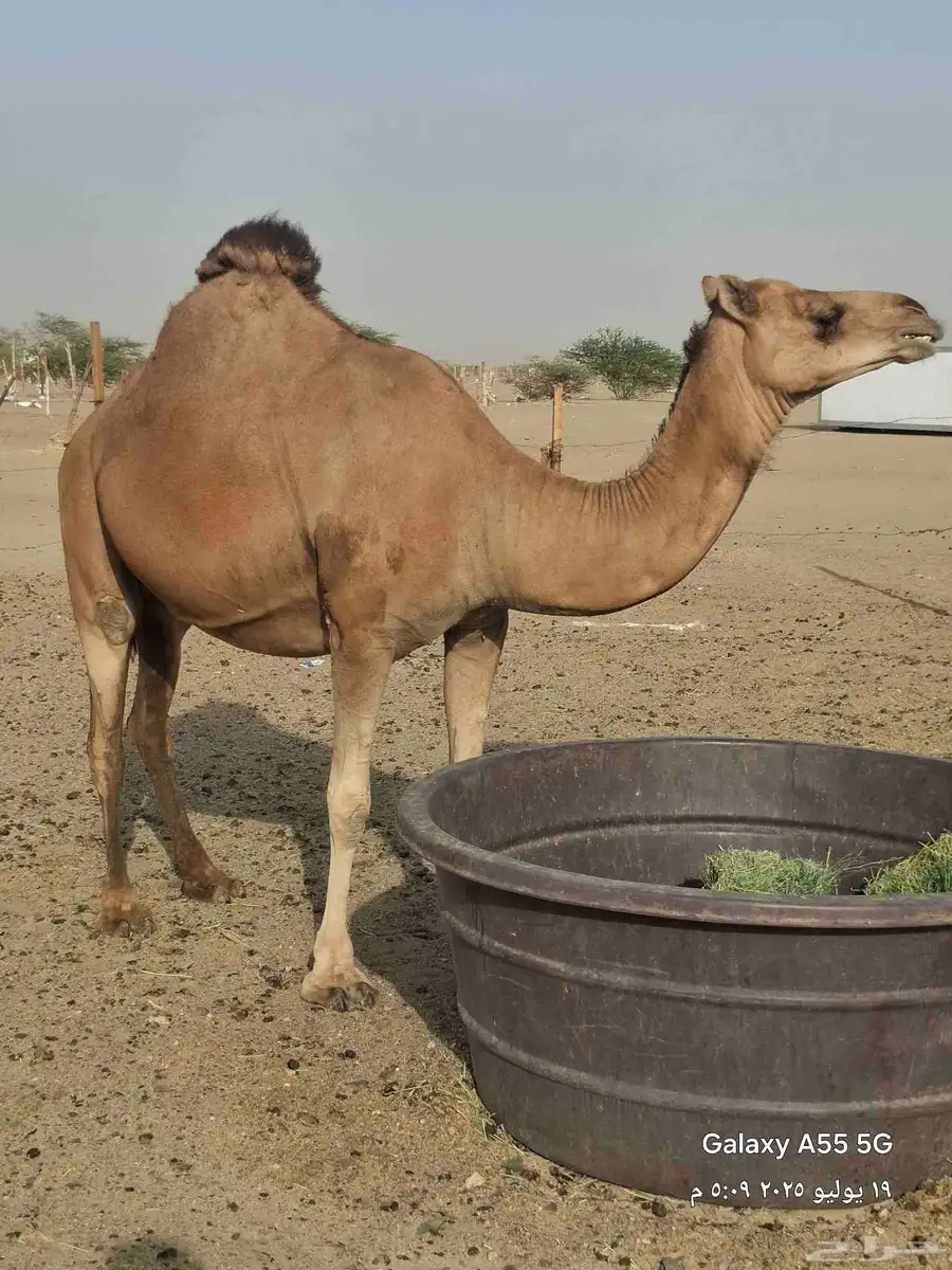خمس ملاقي حمر دهم 0