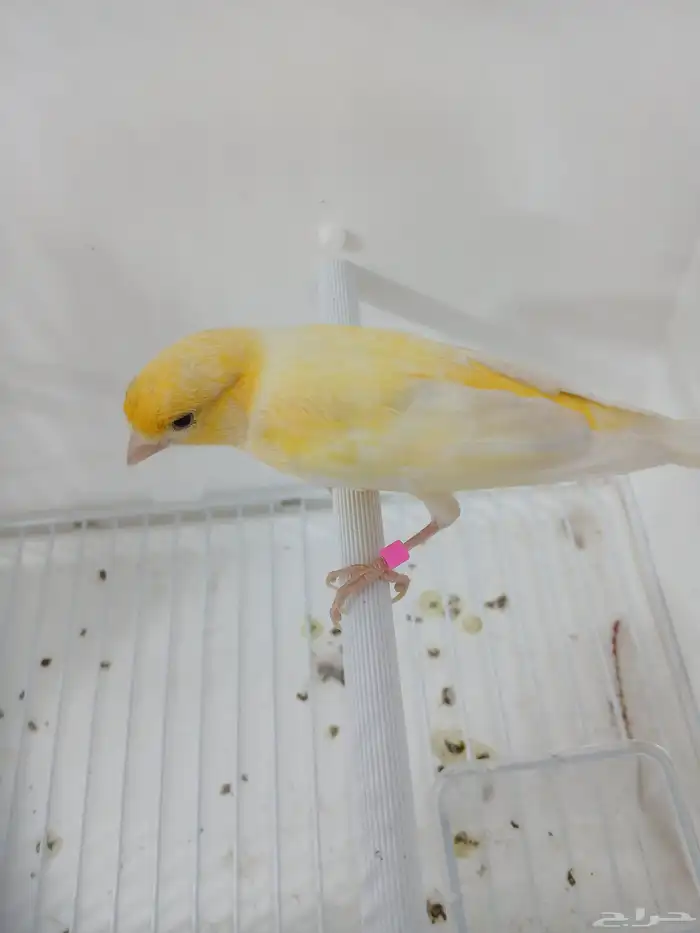 ذكر كناري مغرد ( تم البيع ) 4