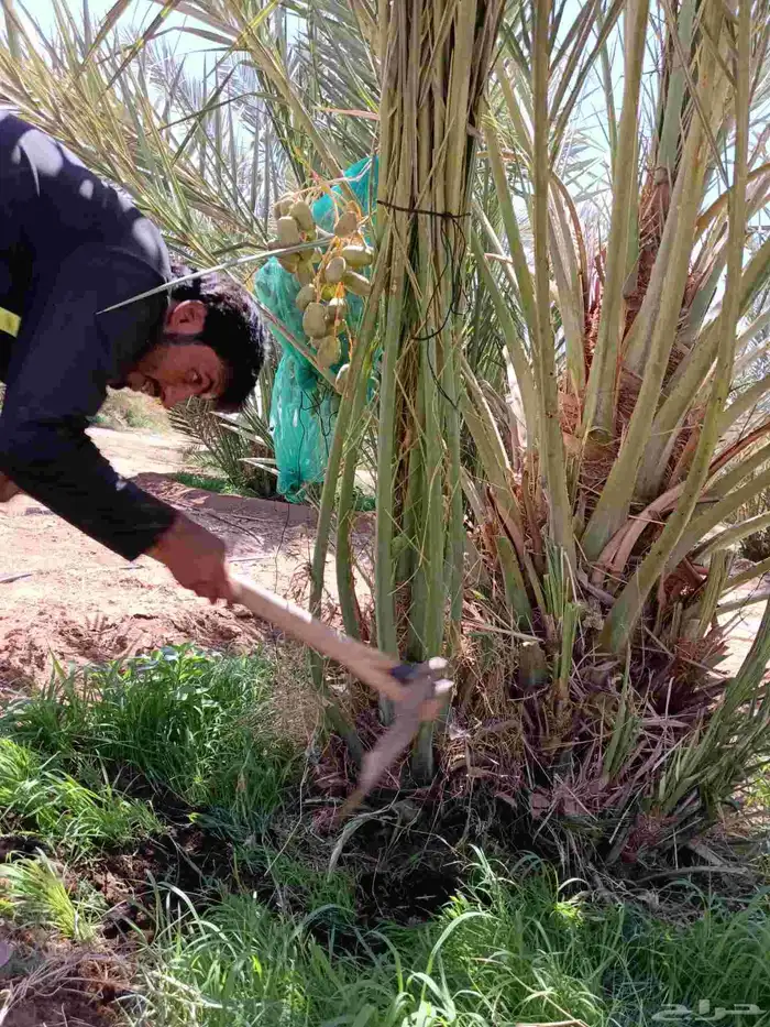 نخل فروخ صقعي ومجدول وخلاص 4