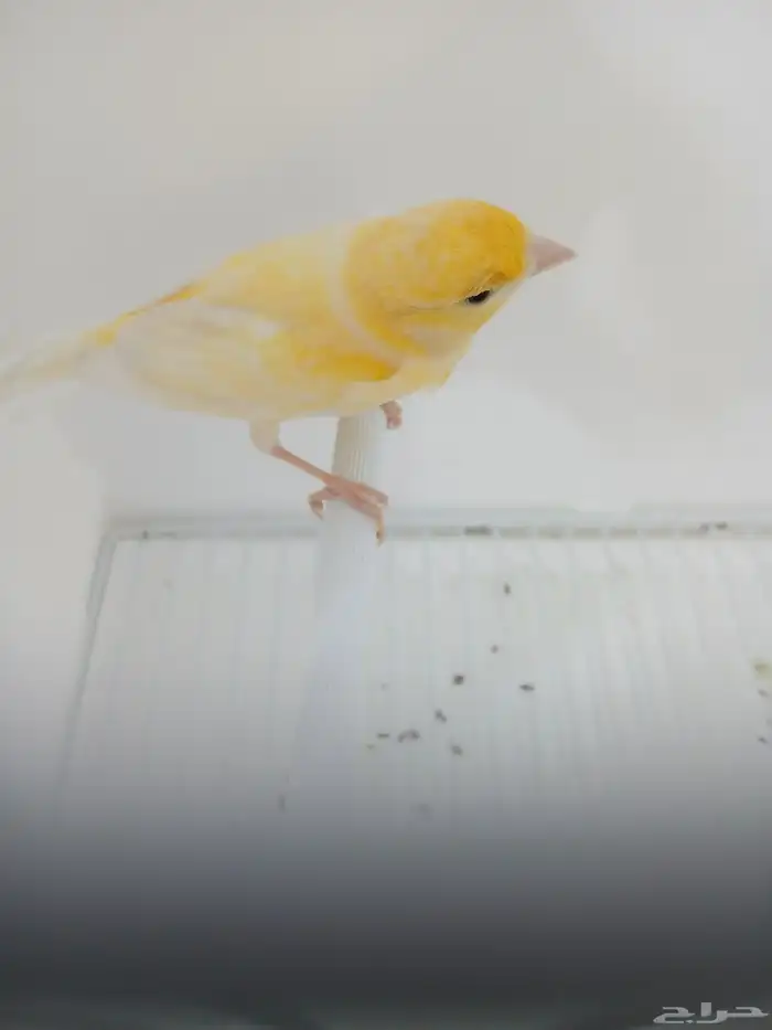 ذكر كناري مغرد ( تم البيع ) 3