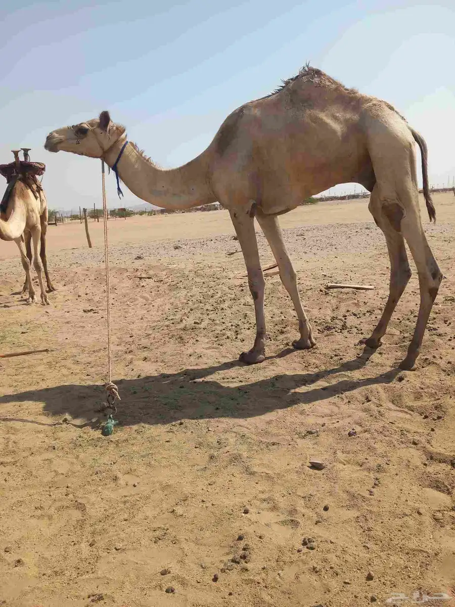 ركبي طايع السن ثني سوداني 2