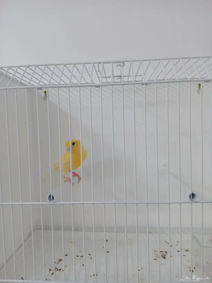 ذكر كناري مغرد ( تم البيع ) 2