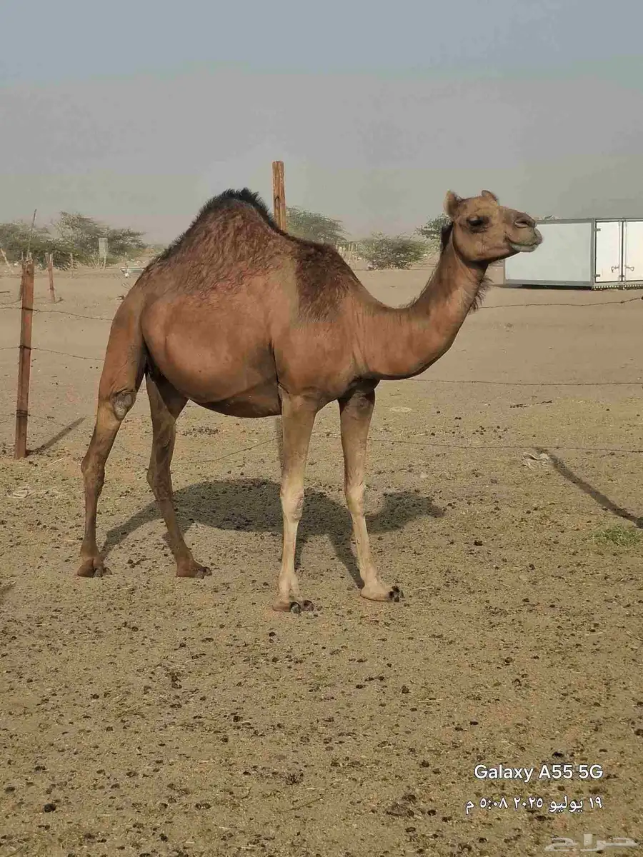 خمس ملاقي حمر دهم 4