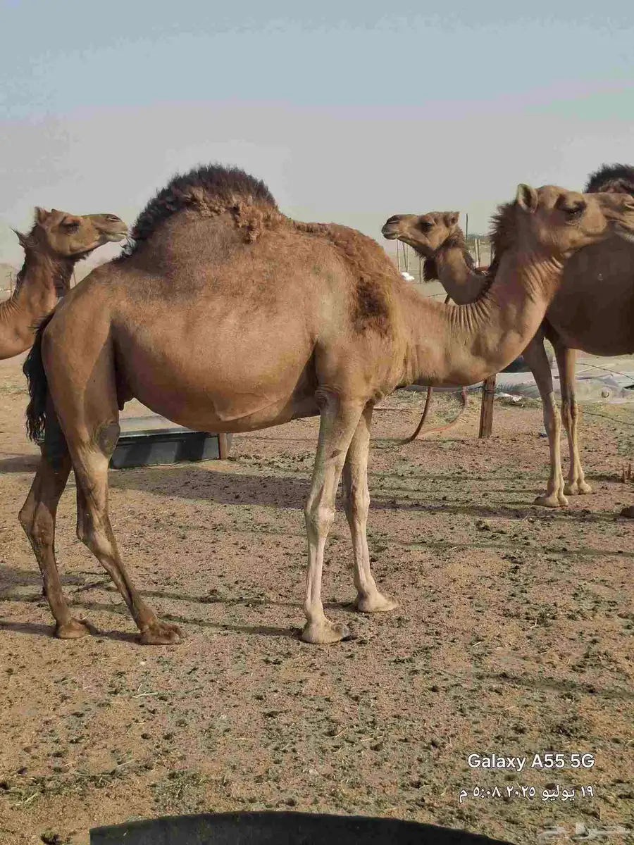 خمس ملاقي حمر دهم 5