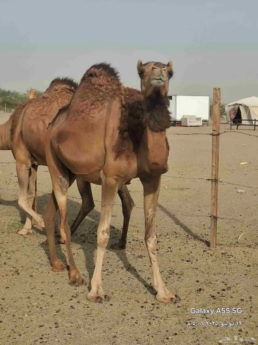 خمس ملاقي حمر دهم 1
