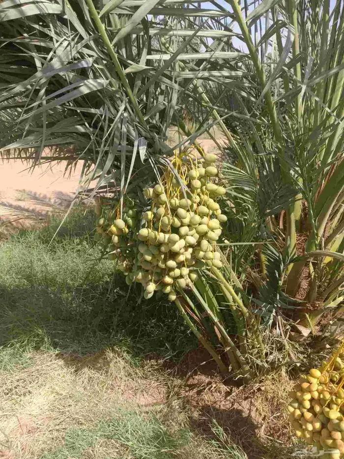 نخل فروخ صقعي ومجدول وخلاص 0