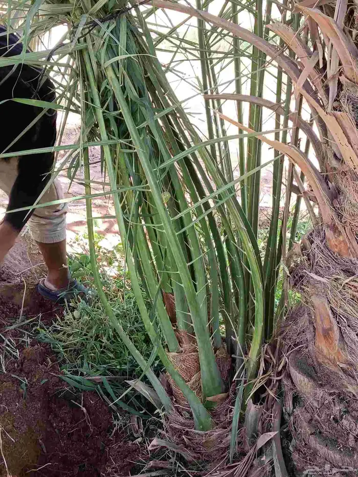 نخل فروخ صقعي ومجدول وخلاص 6