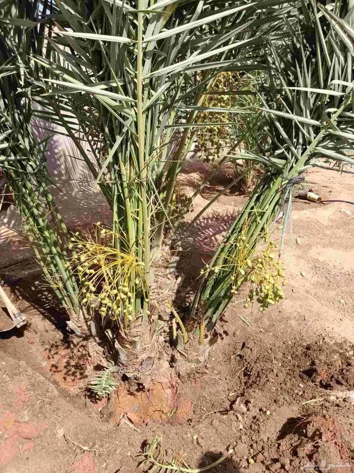 نخل فروخ صقعي ومجدول وخلاص 1