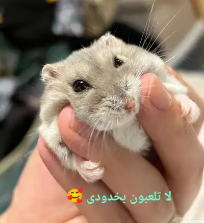 ونتر وايت صغار صافين وأليفين بعدت الوان 19