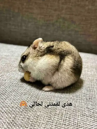ونتر وايت صغار صافين وأليفين بعدت الوان 35