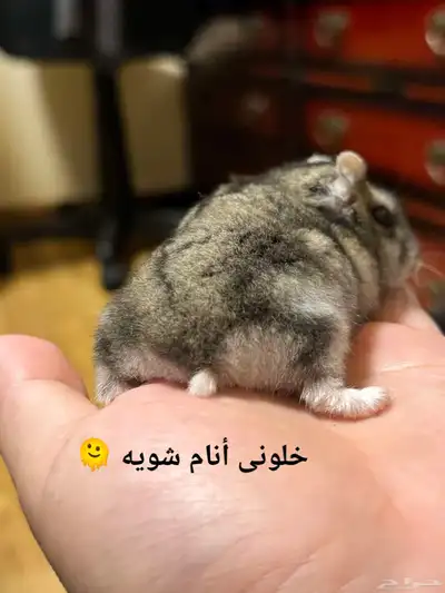ونتر وايت صغار صافين وأليفين بعدت الوان 31