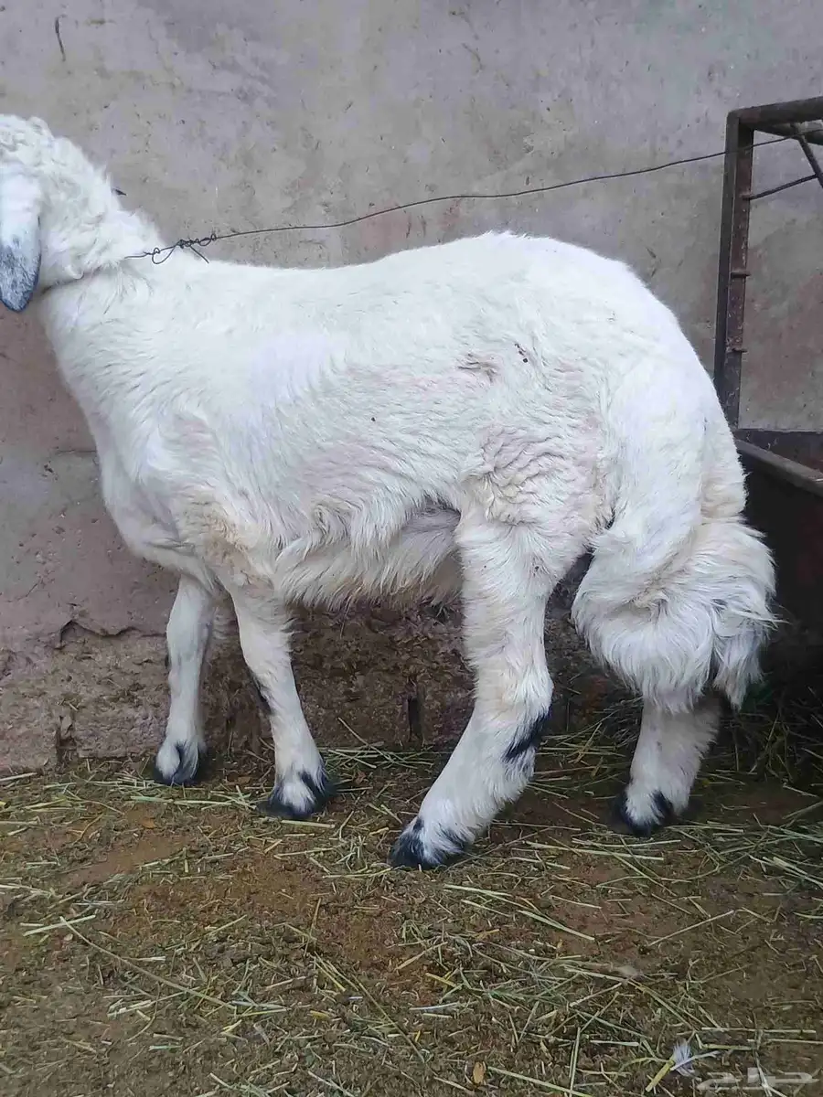 حري توه مفطوم 1