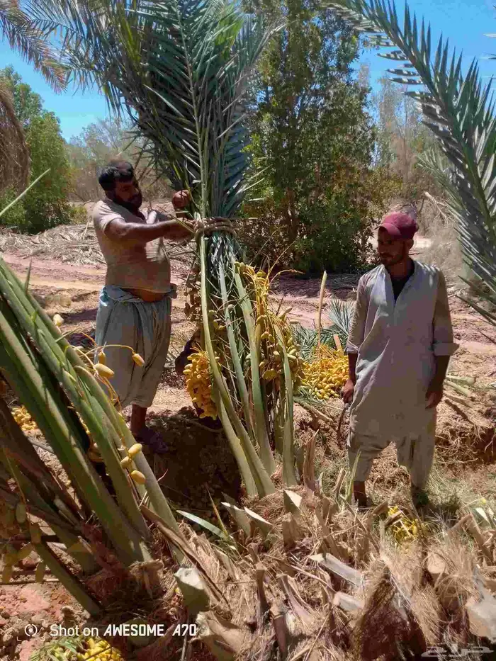 يوجد لدينا جميع أنواع انخيل المثمر ونوايع فاخره كلها مثمره 0