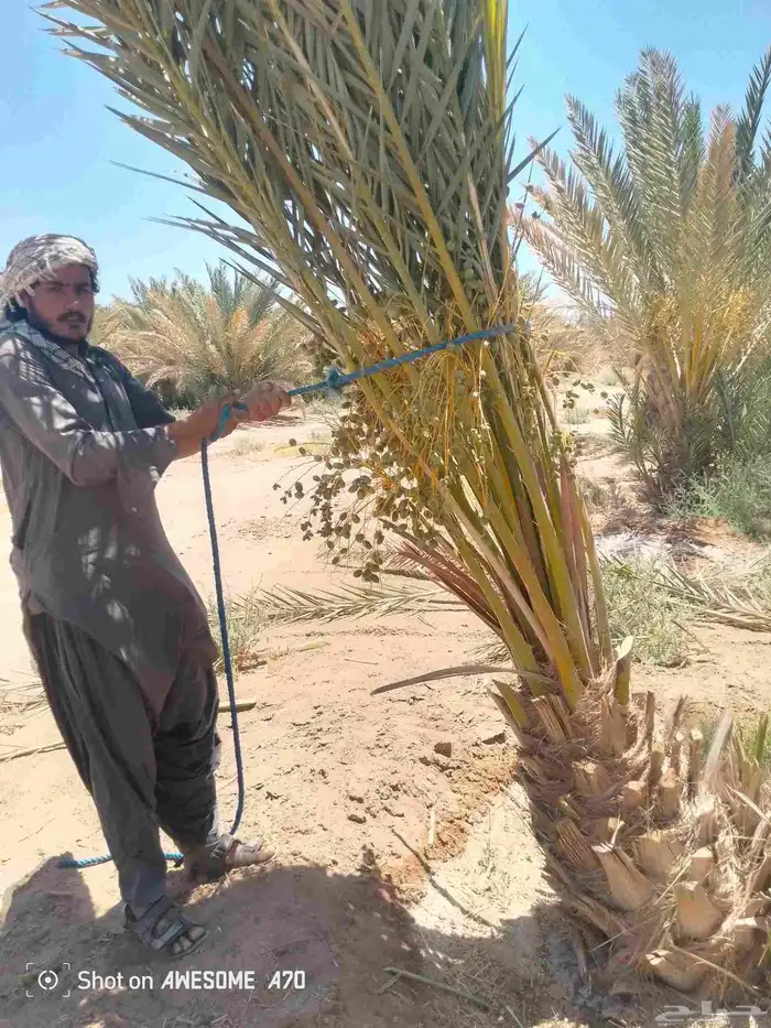 يوجد لدينا جميع أنواع انخيل المثمر ونوايع فاخره كلها مثمره 8