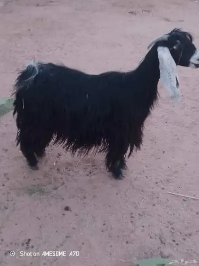 عنز سدس أو بداية تمام معها جفره 2