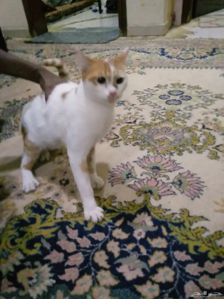 قط شيرازي بلدي مهجن 0