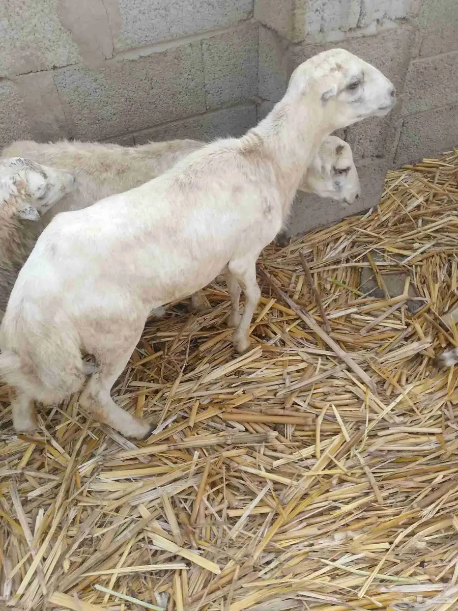 كبش فحل بلدي السن سديس لبيع 0