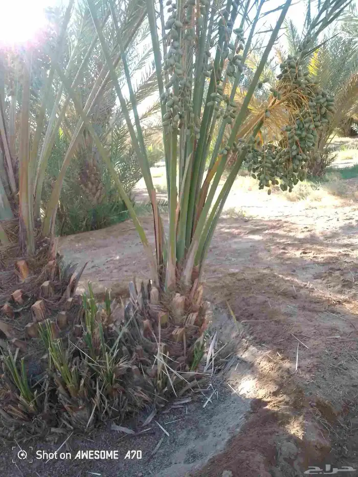 يوجد لدينا جميع أنواع انخيل المثمر ونوايع فاخره كلها مثمره 9