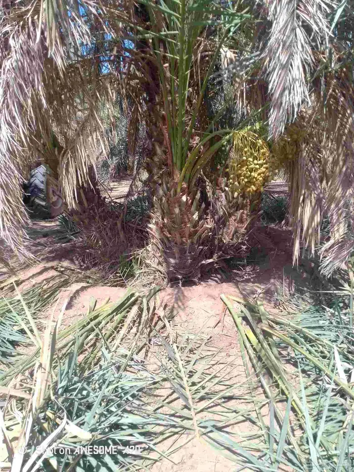 يوجد لدينا جميع أنواع انخيل المثمر ونوايع فاخره كلها مثمره 1