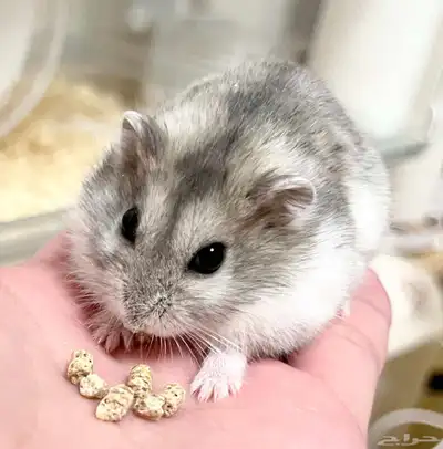 ونتر وايت صغار صافين وأليفين بعدت الوان 7