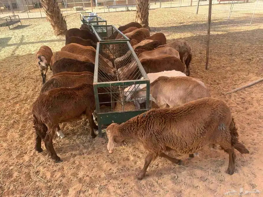 لا تفوتك عروض السواكن المرابي 3
