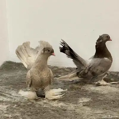 كرنقو 0