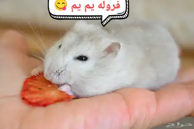 ونتر وايت صغار صافين وأليفين بعدت الوان 33