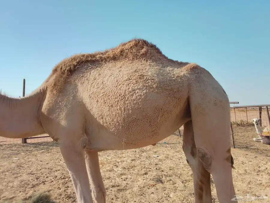 بكره شقحا 1