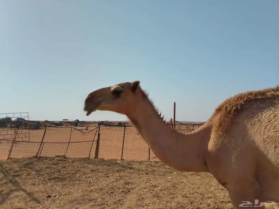 بكره شقحا 5