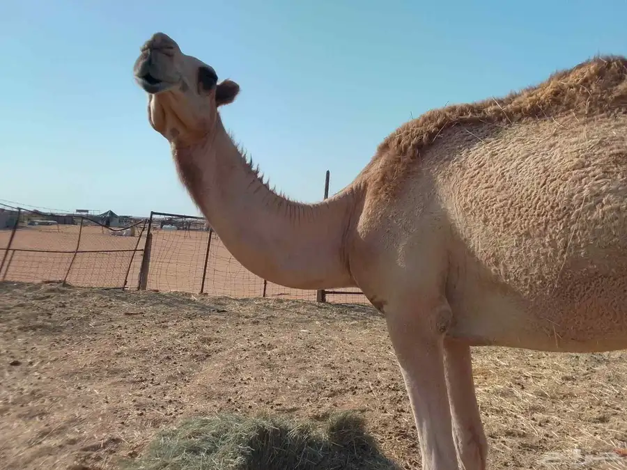 بكره شقحا 2