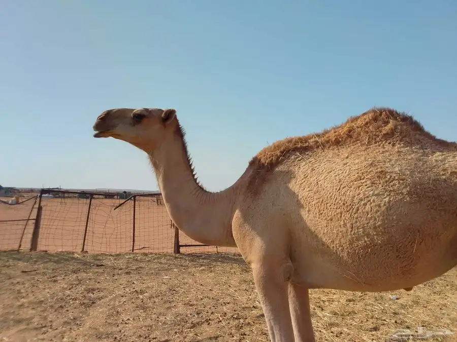 بكره شقحا 0