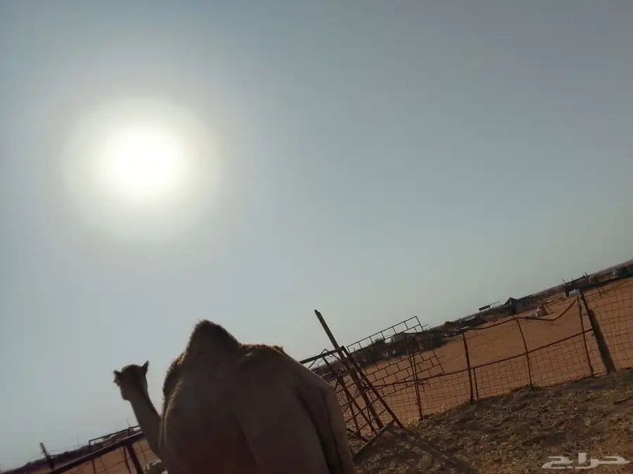 بكره شقحا 6