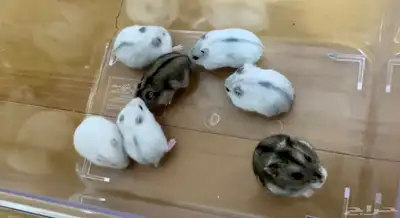 ونتر وايت صغار صافين وأليفين بعدت الوان 6