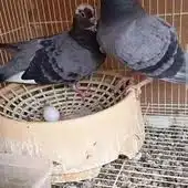 جوز صنعاوي شيبة معهم فرخ 3