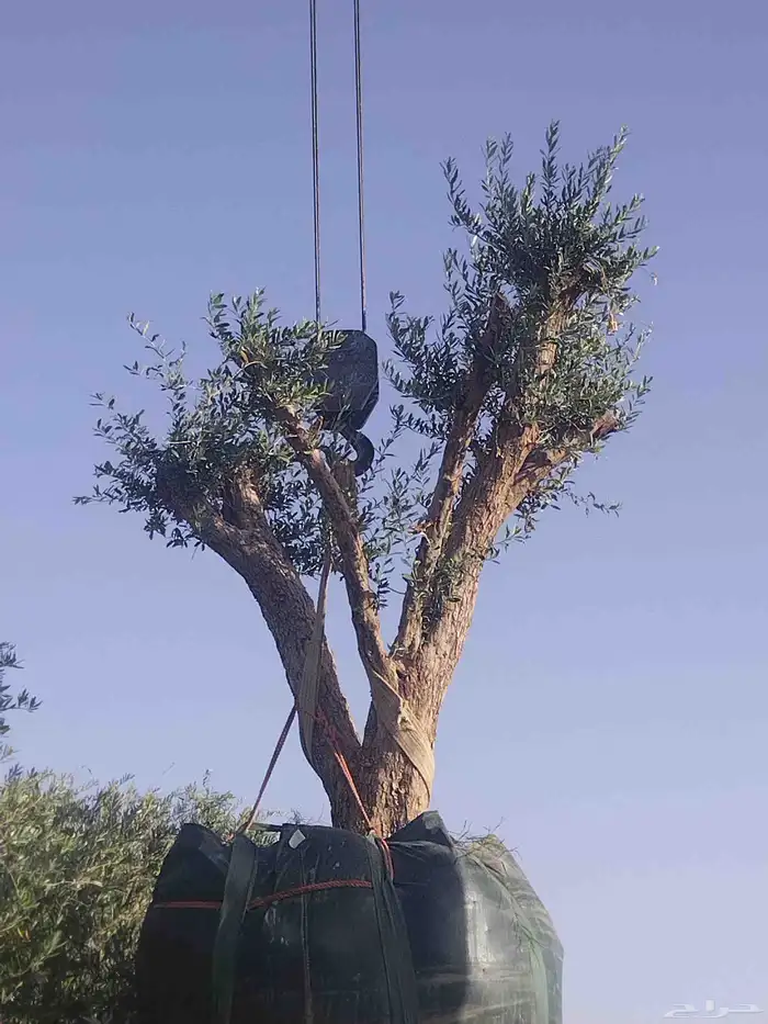 توريدنخيل وأشجار زيتون معمره 3