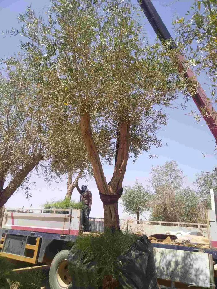 توريدنخيل وأشجار زيتون معمره 0