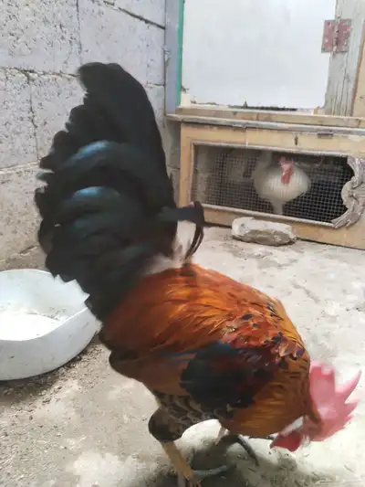 للبيع ديك ما ادري وش نوع ممكن براهما 1