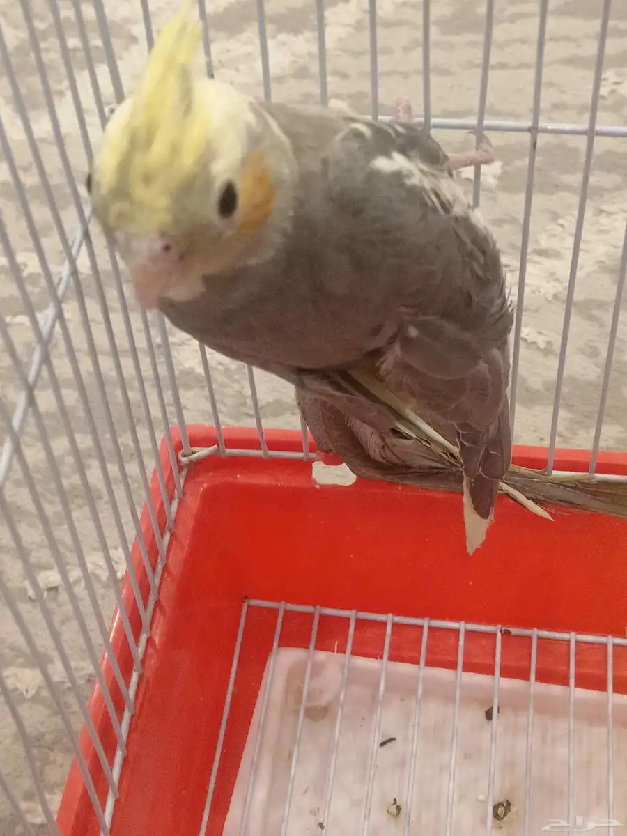 كروان هولندي أنثى 6