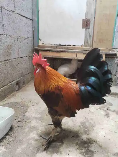 للبيع ديك ما ادري وش نوع ممكن براهما 0