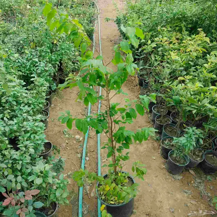 احواض متنقله زراعيه وجميع انواع الأشجار خصم 40 8