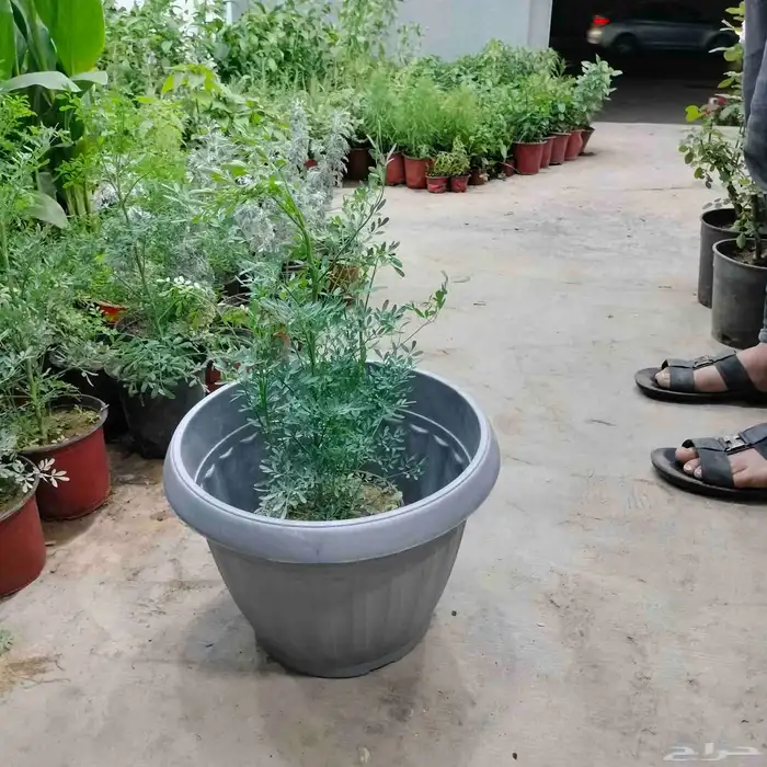 احواض متنقله زراعيه وجميع انواع الأشجار خصم 40 2