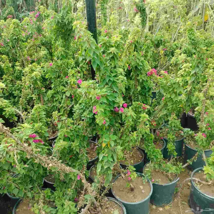 احواض متنقله زراعيه وجميع انواع الأشجار خصم 40 6