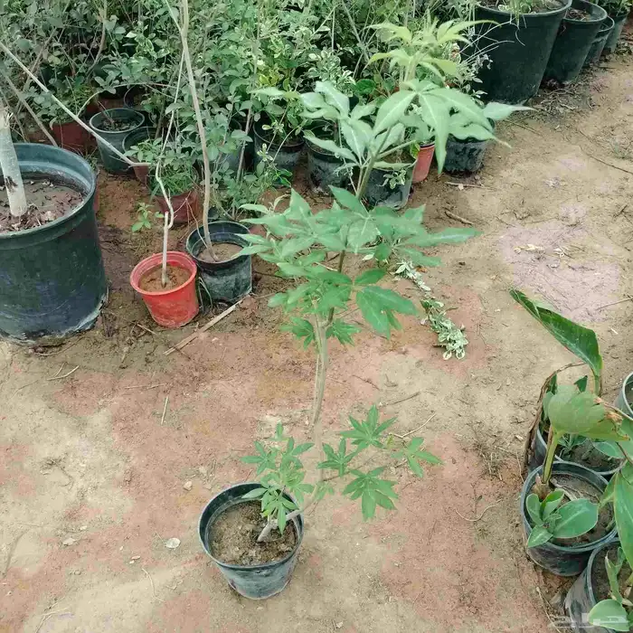 احواض متنقله زراعيه وجميع انواع الأشجار خصم 40 5